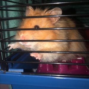 Meet your Posher, Kaylee